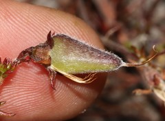 Aspalathus retroflexa bicolor