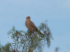 Schinopsis lorentzii