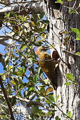 Dryobates passerinus