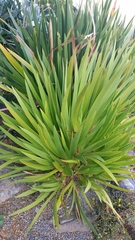 Xeronema callistemon