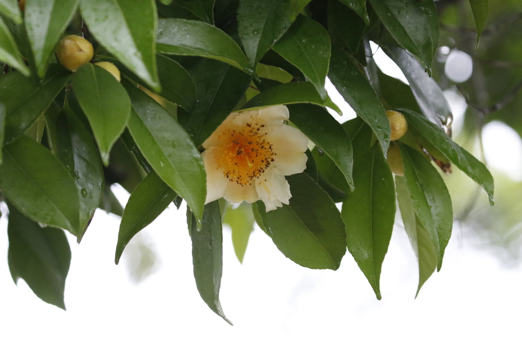 Pyrenaria spectabilis (Pyrenaria spectabilis)