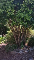 Metrosideros bartlettii