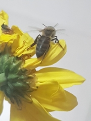 Apis mellifera