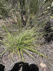 Carex triquetra
