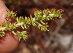 Aspalathus retroflexa bicolor