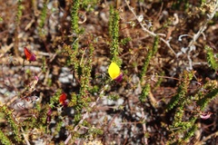 Aspalathus retroflexa bicolor