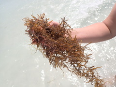 Sargassum natans