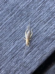 Ornebius bimaculatus