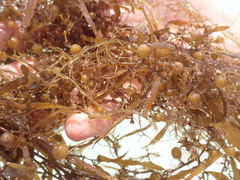 Sargassum natans