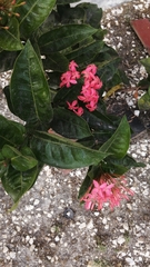 Ixora coccinea