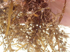 Sargassum natans
