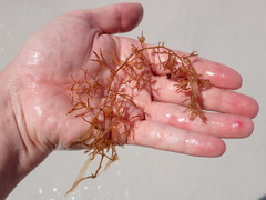 Sargassum natans