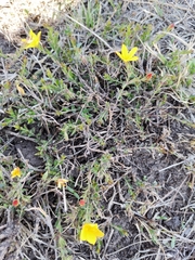 Menodora helianthemoides