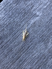 Ornebius bimaculatus