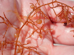 Sargassum natans