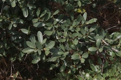 Quercus × acutidens