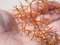 Sargassum natans