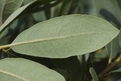 Quercus × acutidens