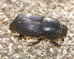 Eupleurus subterraneus