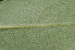 Quercus × acutidens