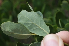 Quercus × acutidens