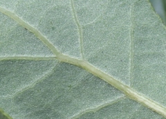 Quercus × acutidens