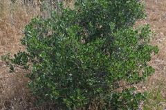 Quercus × acutidens