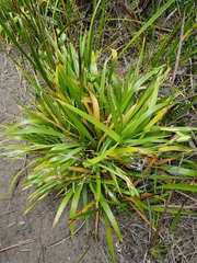Iris foetidissima