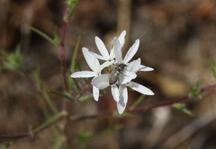 Osmadenia tenella