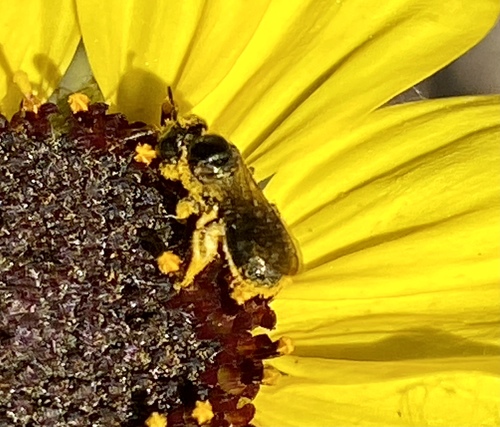 iNaturalist observation photo of Zadontomerus