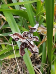 Iris foetidissima
