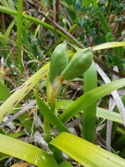 Iris foetidissima