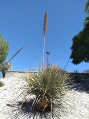 Dasylirion cedrosanum