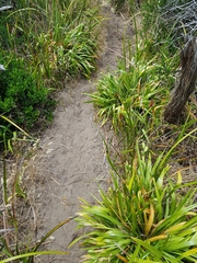 Iris foetidissima