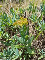 Senecio odoratus