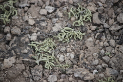 Xanthoparmelia chlorochroa