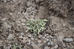 Xanthoparmelia chlorochroa