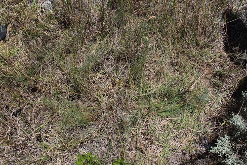 Image of Lebeckia meyeriana by (c) Brian du Preez, some rights reserved (CC BY-SA)