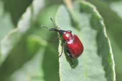 Merhynchites wickhami