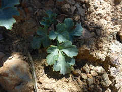 Lomatium parvifolium