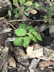 Parthenocissus tricuspidata