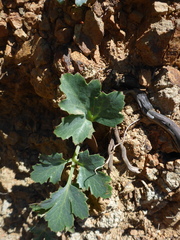 Lomatium parvifolium