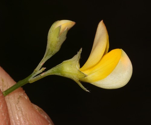 Image of Lebeckia meyeriana by (c) Brian du Preez, some rights reserved (CC BY-SA)