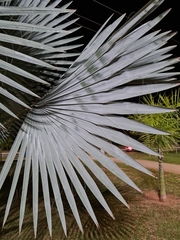 Bismarckia