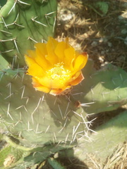 Opuntia leucotricha