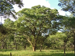 Brachystegia spiciformis