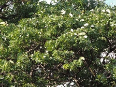 Brachystegia spiciformis