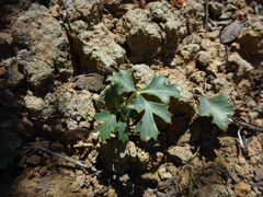 Lomatium parvifolium