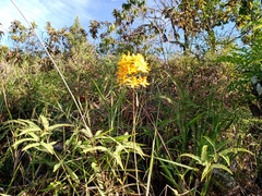 Epidendrum melinanthum