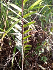 Epidendrum melinanthum